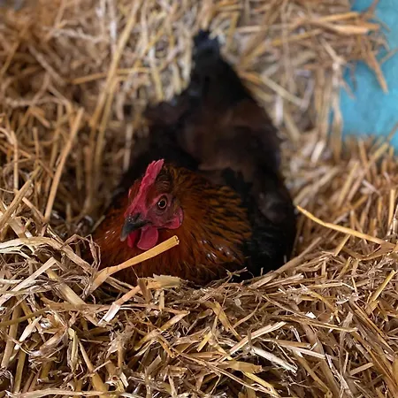 בית חווה Gutshaus Kranichflug